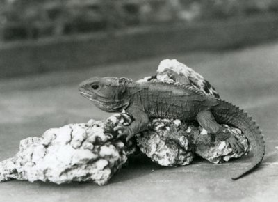 Egy sziklán fekvő Tuatara a londoni állatkertben 1929-ben (f/w fotó) alkotó: Frederick William Bond