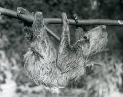 Egy levágott ágon lógó kétujjú lajhár, Londoni Állatkert, 1927 alkotó: Frederick William Bond