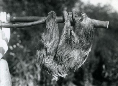 Egy levágott ágon lógó kétujjú lajhár, amelyet egy állattartó tart, Londoni Állatkert, 1925 alkotó: Frederick William Bond