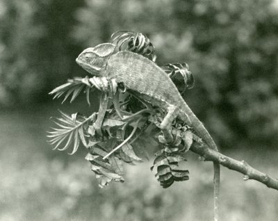 Fátyolos vagy jemeni kaméleon egy lombos ág végén a londoni állatkertben, 1924. június alkotó: Frederick William Bond