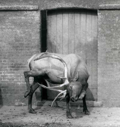 Egy WapitiElk szarvas szarvas állt a londoni állatkertben, 1927 szeptemberében alkotó: Frederick William Bond