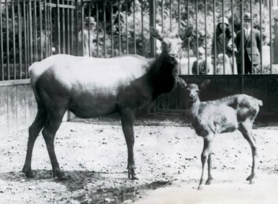 Egy wapiti/juh az őzgidájával a karámjukban, a látogatók rácsokon keresztül nézik, Londoni Állatkert alkotó: Frederick William Bond