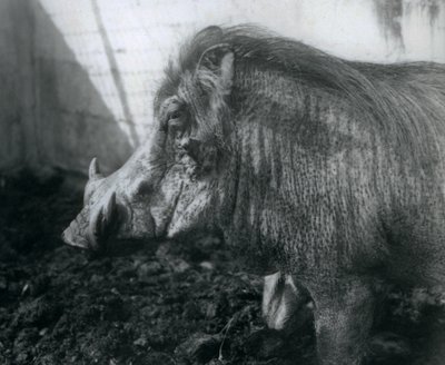 Sárban álló varacskos disznó, Londoni Állatkert, 1927 alkotó: Frederick William Bond