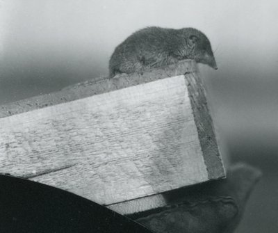 Egy fehér fogú cickány lenéz egy fadoboz széle fölött, egy őrző kesztyűs kezében, Londoni Állatkert, 1917. április alkotó: Frederick William Bond