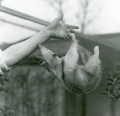 Fiatal gallérú tamandua tartó ujjaira lógva szorító farkával, miközben eléri, hogy megfogja a karját, Londoni Állatkert, 1925. április alkotó: Frederick William Bond
