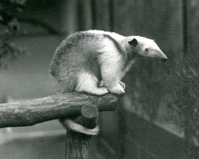 Fiatal gallérú tamandua egy ág végén ülve, szorító farkával kapaszkodik, Londoni Állatkert, 1925. április 24. alkotó: Frederick William Bond