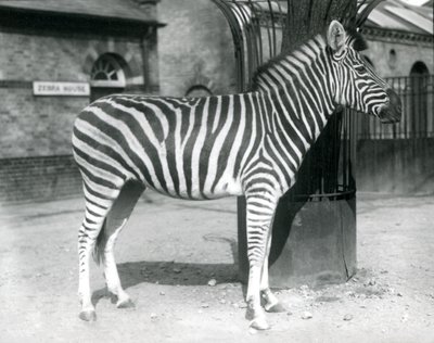 Egy zebra áll a karámban a londoni állatkert Zebra háza előtt 1925-ben alkotó: Frederick William Bond