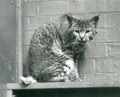 Egy öbölben élő hiúzmacska lenéz egy párkányról, amelyen ül, annak kifutójában, a Londoni Állatkertben, 1925. március alkotó: Frederick William Bond