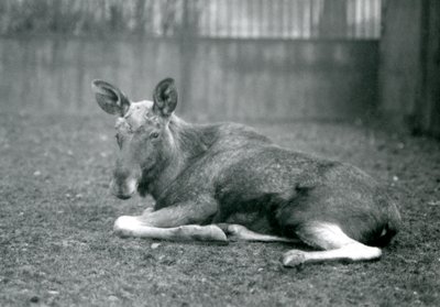 Egy ElkMoose bika, amelyen a közelmúltban lehullott agancsának hegei láthatók, fekve a londoni állatkertben, 1926. január alkotó: Frederick William Bond