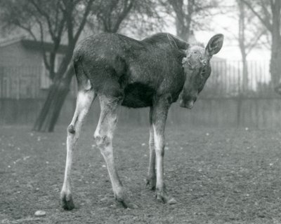 Egy ElkMoose bika, a közelmúltban hullatott agancs sebeivel a londoni állatkertben, 1926. január alkotó: Frederick William Bond