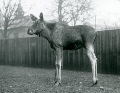 Egy ElkMoose bika, a közelmúltban hullatott agancs sebeivel a londoni állatkertben, 1926. január alkotó: Frederick William Bond