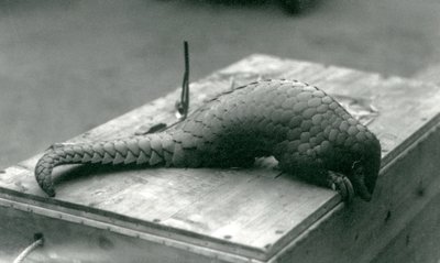 Egy súlyosan veszélyeztetett kínai pangolin leskelődik a faláda szélén, amelyen ül, Londoni Állatkert, 1925. július alkotó: Frederick William Bond