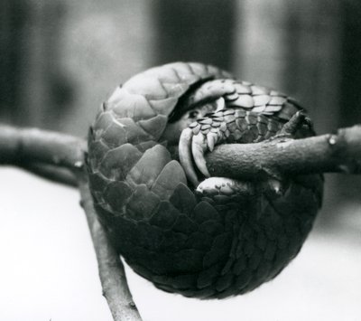 Kritikusan veszélyeztetett kínai pangolin pihen, vízszintes ág köré csavarodva, Londoni Állatkert, 1930 előtt alkotó: Frederick William Bond