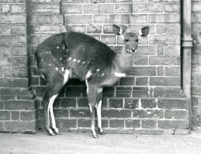 Egy nőstény Cape BushbuckImbabala falhoz támaszkodva a londoni állatkertben 1927 októberében. alkotó: Frederick William Bond