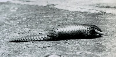 Egy nőstény kínai Pangolin a londoni állatkertben 1925 augusztusában alkotó: Frederick William Bond