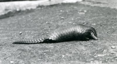 Egy nőstény kínai Pangolin a londoni állatkertben 1925 augusztusában alkotó: Frederick William Bond
