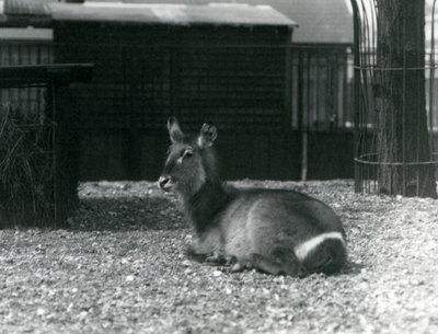 Egy nőstény Waterbuck, Kobus ellipsiprymnus, a londoni állatkertben ülve, 1924 júniusában alkotó: Frederick William Bond