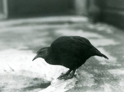 Egy röpképtelen WekaMaori tyúk a londoni állatkertben 1927-ben alkotó: Frederick William Bond