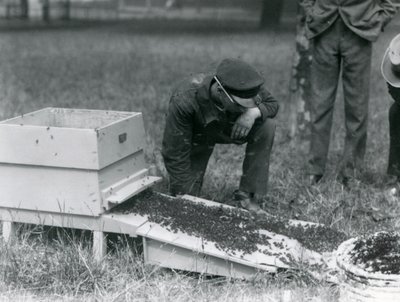 Egy csoport állattartó, köztük Brown, egy méhraj költöztetése, Londoni Állatkert, 1926. július alkotó: Frederick William Bond