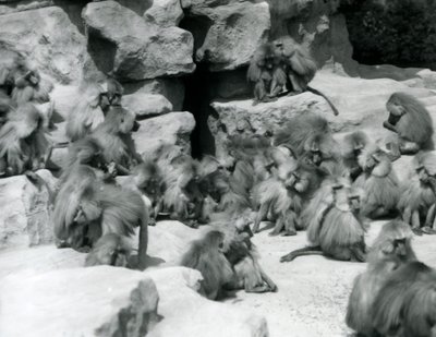 Szent páviánok egy csoportja vagy csapata, akik sziklákon ülnek a kertjükben, Londoni Állatkert, 1925. július alkotó: Frederick William Bond
