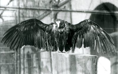 Egy csuklyás keselyű, kitárt szárnyakkal egy fatörzsön áll, és egy áprilisi esőt élvez a londoni állatkertben, 1930 előtt (f/w fotó) alkotó: Frederick William Bond