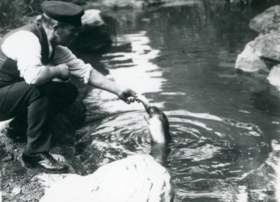 Egy állattartó, aki halat etet egy fiatal csuklyás fókával a londoni állatkert medencéjében, 1914 júniusában alkotó: Frederick William Bond