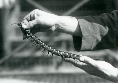 Egy állattartó, aki egy óriási százlábút tart a kezében, Londoni Állatkert, 1927 alkotó: Frederick William Bond
