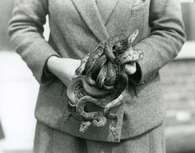 Egy állattartó fiatal Royal vagy Ball Python csomót tartó londoni állatkertben 1931-ben (f/w fotó) alkotó: Frederick William Bond