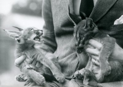 Egy állattartó, aki egy pár Caracal cicát tart az ölében, Londoni Állatkert, 1924 alkotó: Frederick William Bond