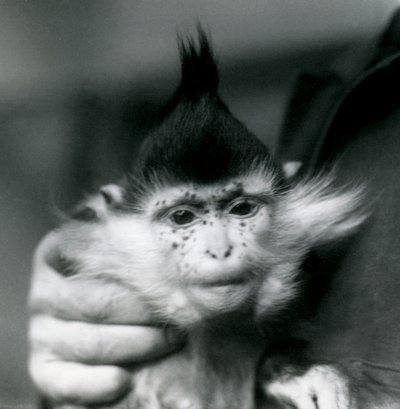 Egy állattartó szeplők, fekete tarajos vagy Kongói Mangabey, Londoni Állatkert, 1924 alkotó: Frederick William Bond