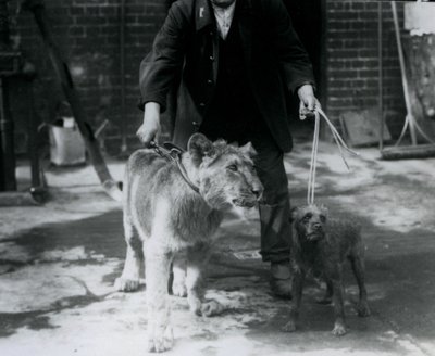 Egy állattartó, aki egy ír terriert és egy fiatal oroszlánt vezet sétálni, londoni állatkert, 1925. szeptember alkotó: Frederick William Bond