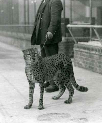 Egy őr gepárddal az élen, a londoni állatkert alkotó: Frederick William Bond