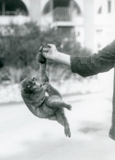 Egy kinkajou, amely az őrző ujjára függesztett a markoló farkánál fogva, Londoni Állatkert, 1925. szeptember alkotó: Frederick William Bond