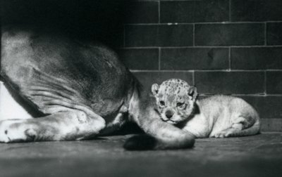 Egy oroszlánkölyök fekszik az anyja farka mögött, Londoni Állatkert, 1925. október alkotó: Frederick William Bond