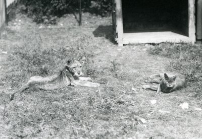 Egy oroszlánkölyök hever a pázsiton, egy nyitott faláda közelében, házimacskával, Londoni Állatkert, 1925. július alkotó: Frederick William Bond