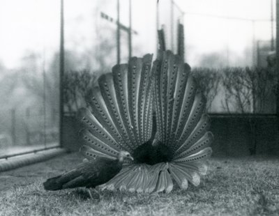 Egy hím Argus Fácán Nagy Argus udvarlási bemutató, mellette egy nőstény, Londoni Állatkert, 1926. január alkotó: Frederick William Bond