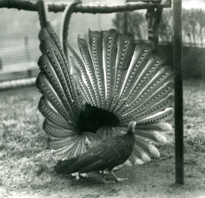 Egy hím Argus Fácán Nagy Argus udvarlási bemutató, mellette egy nőstény, Londoni Állatkert, 1926. január alkotó: Frederick William Bond
