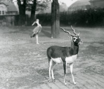 Egy hím blackbuck vagy indiai antilop a londoni állatkert kifutójában áll, 1926. október (f/w fotó) alkotó: Frederick William Bond