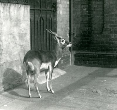 Egy hím Blackbuck a londoni állatkert kikertjében állt 1925 júniusában alkotó: Frederick William Bond