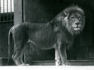 Egy hím oroszlán a londoni állatkertben, 1924. június alkotó: Frederick William Bond