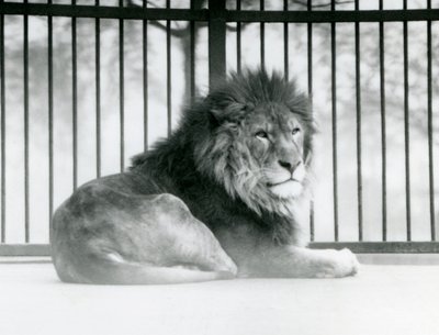 Egy hím oroszlán a londoni állatkert kikertjében pihent 1925 márciusában alkotó: Frederick William Bond