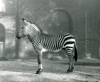 Egy hím hegyi zebra x Hartmann-hegyi zebra a londoni állatkert karámjában állt 1927 szeptemberében alkotó: Frederick William Bond
