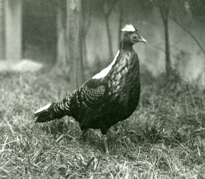 Egy hím Swinhoes-fácán a londoni állatkertben, 1923. szeptember alkotó: Frederick William Bond