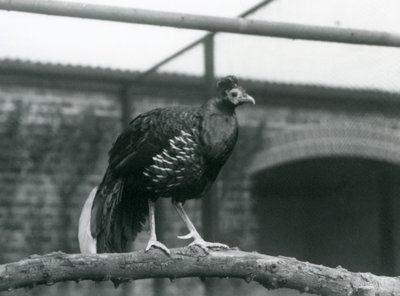 A londoni állatkert vízszintes ágán álló hím Veilot
