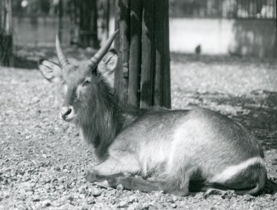 Egy hím Waterbuck, Kobus ellipsiprymnus, a londoni állatkert kikertjében ül, 1920-as években alkotó: Frederick William Bond