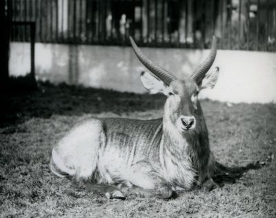 Egy hím Waterbuck a füvön feküdt karámjában a londoni állatkertben 1928-ban (f/w fotó) alkotó: Frederick William Bond