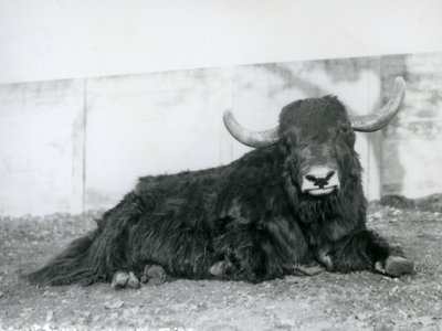 Egy hím jak a londoni állatkert kikertjében feküdt 1928-ban (f/w fotó) alkotó: Frederick William Bond