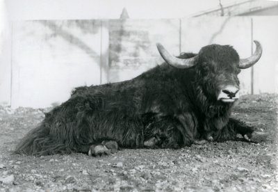 Egy hím jak feküdt a londoni állatkert kikertjében 1928 augusztusában (f/w fotó) alkotó: Frederick William Bond