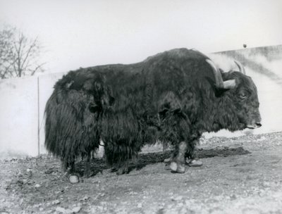 Egy hím jak a londoni állatkert karámjában állt 1928-ban (f/w fotó) alkotó: Frederick William Bond