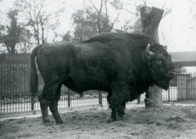 Egy malebull európai bölény áll a füvön a karámjában. Londoni Állatkert, 1927. október. A sebezhető európai bölényt Wisentnek vagy európai erdei bölénynek is nevezik. alkotó: Frederick William Bond